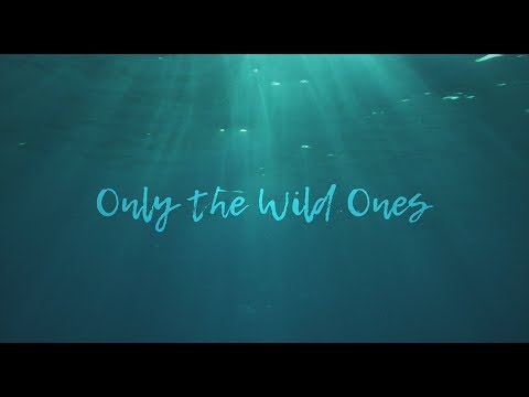 Dispatch - "Only The Wild Ones" [Official Music Video]