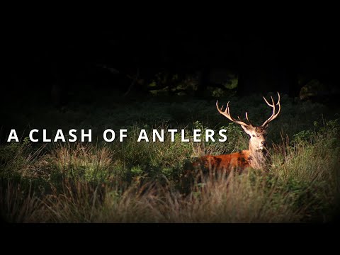 A Clash of Antlers - Red Deer Rut 2019