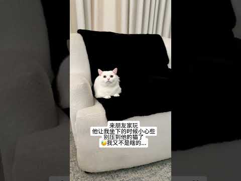【#一只黑糖啵啵】我开始怀疑,自己眼睛是不是瞎了?! #黑猫 #白猫 #算了和你们不养猫的说不清楚