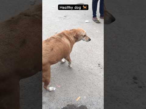 Healthy dog 🐕 #funny #dogee #fannydog #doge #shorts