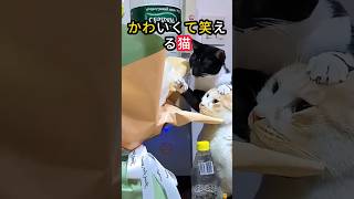 かわいくて笑える猫#にゃんこ #子猫 #猫との暮らし #ペット動画 #癒し動物 #もふもふ猫 #かわいい猫