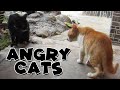 Angry Cats Moment