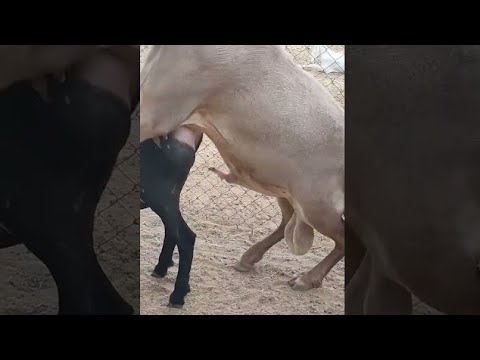 Amazing 🤩 Live Sheep Mating #sheep #amazing #live #mating #crossing #animals #breeding #farming