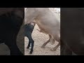 Amazing Live Sheep Mating Sheep Amazing Live Mating Crossing Animals Breeding Farming