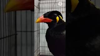 Download lagu MASTERAN BEO SUARA MANTAP #shorts #viralshorts mp3