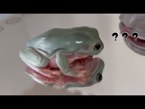 Litoria genimaculataについて詳しく解説