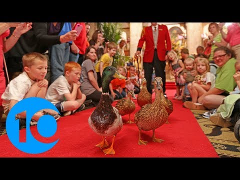 The March of the Peabody Ducks A tradition 80 years in the making