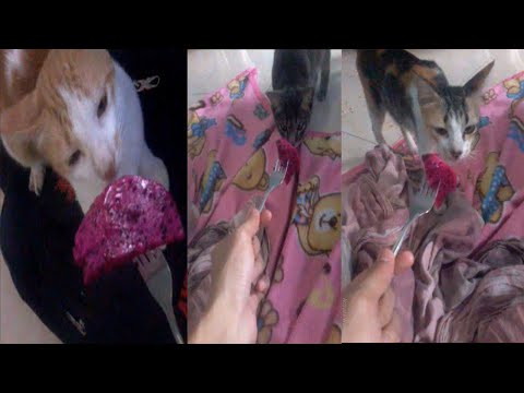 Funny Cat want to Eat Dragon Fruit? (Best Cute Cat Video) | Cat Reaction to Dragon Fruit!