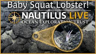 Wake Atoll’s Bitty Baby Squat Lobsters | Nautilus Live