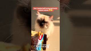 Download lagu Sabar ya nak😂#kucing #kucinglucu #catlovers #catloversclub #catsoftiktok #fypage #bumil #bumilhappy mp3 Download lagu Sabar ya nak😂#kucing #kucinglucu #catlovers #catloversclub #catsoftiktok #fypage #bumil #bumilhappy mp3