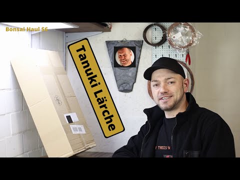 Das Tanuki Projekt - Europäische Lärche (Larix decidua) [Einkauf bei @bonsai-dragons ] | Bonsai Haul $6