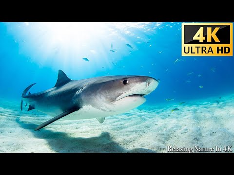 Наша планета | Animals Of Ocean 4K: Shark - Сценический релаксационный фильм с успокаивающей музыкой