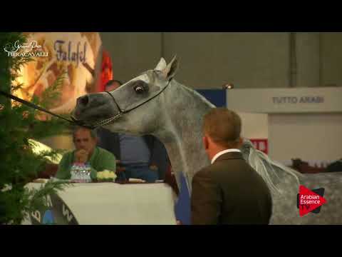 N.28 HANAYA KARAM - Gran Prix Fieracavalli 2017 - 2-3 Years Old Colts (Class F)