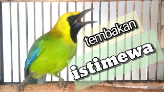 Download lagu CUCAK RANTING GACOR SUARA JERNIH UNTUK PANCINGAN YANG SUSAH BUNYI || pancingan Cucak ranting... mp3