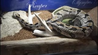Rattlesnake live feed!! Watch Reaper in action! CAUTION: LIVE FEED.