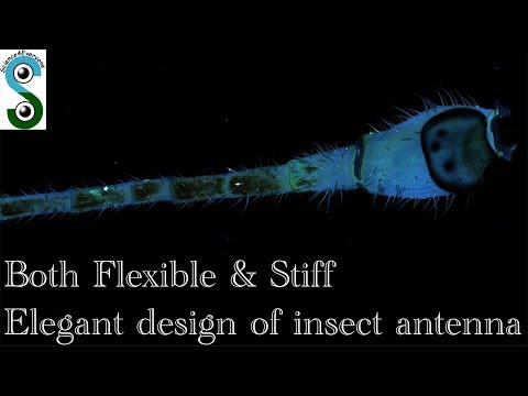 How to be both flexible and stiff? A lesson from insect antenna