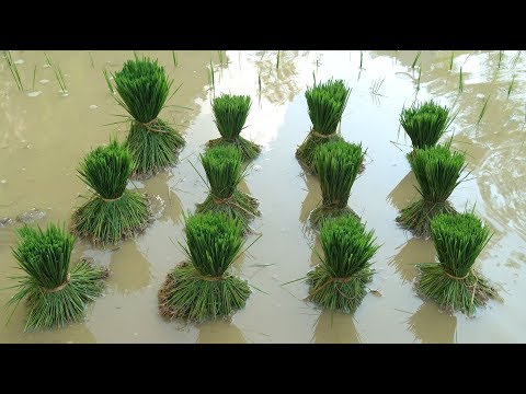 download lagu mp3 mp4 How Do You Grow Rice, download lagu How Do You Grow Rice gratis, unduh video klip How Do You Grow Rice