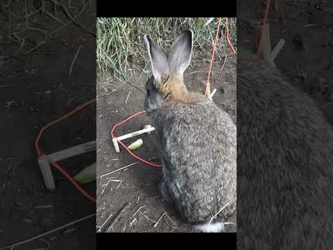 Cool Rabbit Trap #shorts