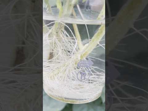 育たないトマト トマトの支柱を避けるための間違い トマトの苗を結ぶ方法とその理由