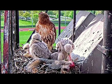 Red Tailed Hawk~Dad brings a squirrel on is starting self feeding~7:37 AM 2022/05/16
