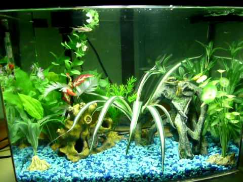 12G Danio Tank April 09