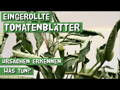 , title : 'Was tun wenn sich Tomatenblätter einrollen? Löffelblättrigkeit bei Tomaten, gekräuselte Blätter'