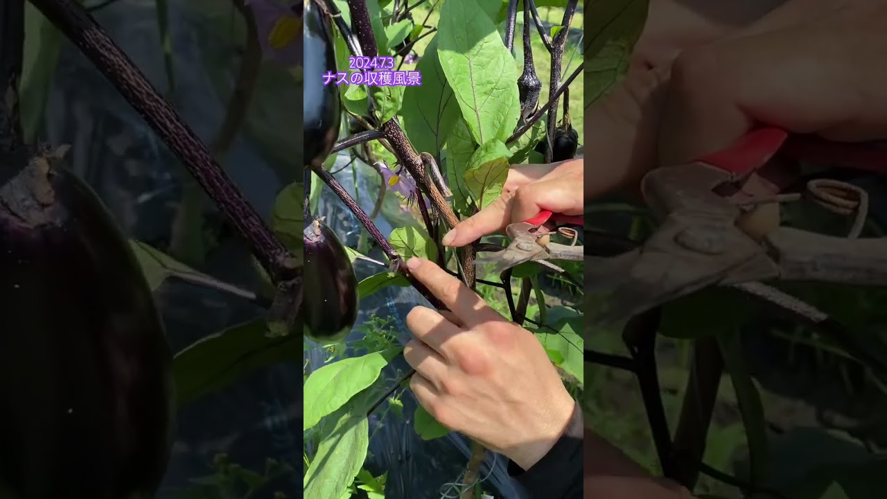 【ナス 収穫】ナスを収穫しながら切り戻し作業をしていきます！2024.7.3 #ナスケン