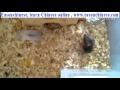 2083little Hamster Out Foraging Two