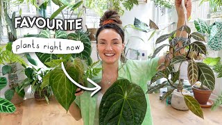 Top 10(ish) BEST Plants Right Now 🌱