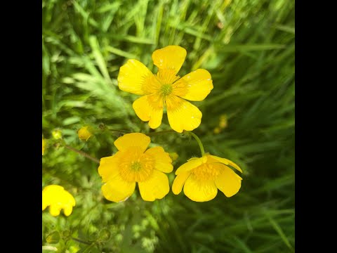 Henk Koster - Ambient Mix, June 11,  2021