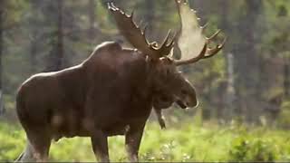 Louis bérubé- parti pour la chasse