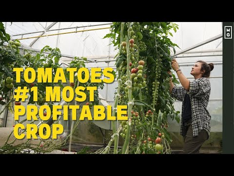 , title : 'How To Grow Greenhouse Tomatoes | #1 Most Profitable Crop In The Market Garden'