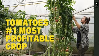 How To Grow Greenhouse Tomatoes | #1 Most Profitable Crop In The Market Garden