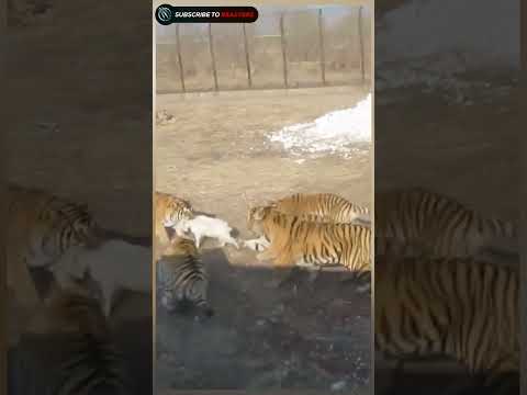 tiger attack on goat wildlife