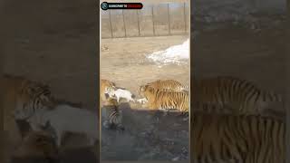 Download lagu tiger attack on goat wildlife mp3