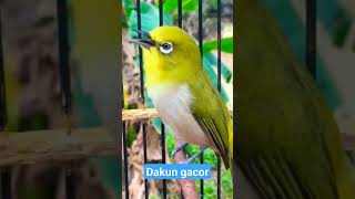 Download lagu pleci dada putih gacor mp3 Download lagu pleci dada putih gacor mp3