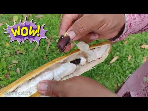 How to plant Ice Cream Bean Tree: eating the fruit and planting the tree