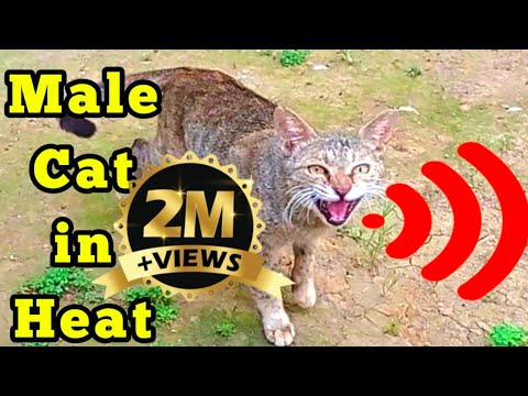 Male cat calling female | Male Cat in heat sounds| Male Cat sound | Male Cat Voice