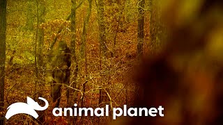 A Terrifying Sasquatch Witness Story | Finding Bigfoot | Animal Planet