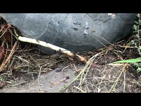 Ants Harboring Underneath the Rocks in Freehold, NJ