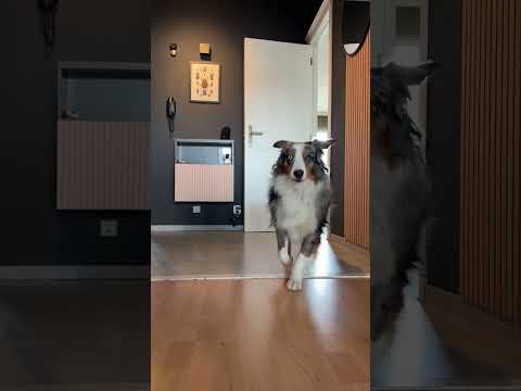 Vidéo