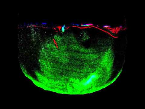 Sam &  Molly Bioturbation Experiment