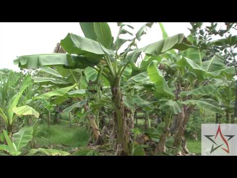 download lagu mp3 mp4 Bollywood Veggies Organic Farm, download lagu Bollywood Veggies Organic Farm gratis, unduh video klip Bollywood Veggies Organic Farm