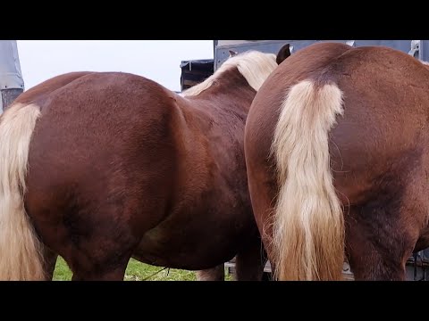Caii lui Vasile Sălăjan de la Arad
