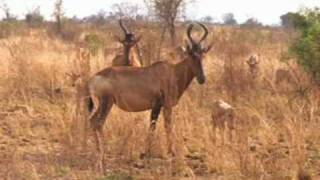 preview picture of video 'Red hartebeest with young ones / med unger'