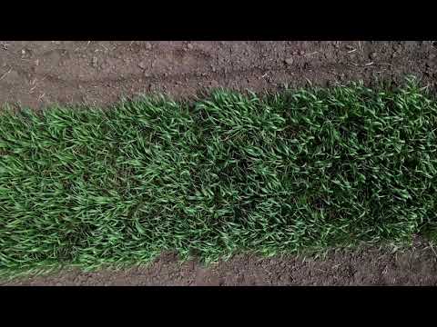 Der Ruf nach Frieden | Tägliche Andacht | 16.5.2021