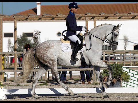 João Torrão & Lufada MVL - FEI 6YO Preliminary - 2021-11-09 CDE Golegã 80.2%