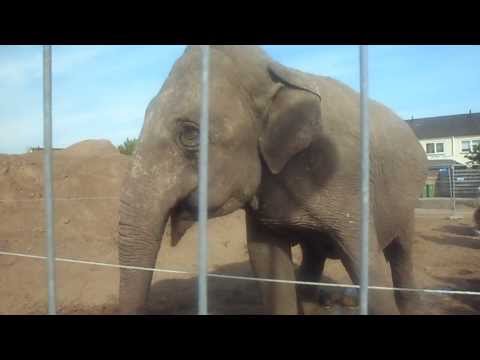 Een dansende olifant bij ons in de woonwijk in Silvolde. 2 oktober 2013.