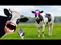 FUNNY COW DANCE 4│Cow Song & Cow Videos 2024 (Official) | funny dancing cow | Cow mooing 1 hour gay