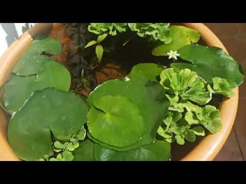 Ice flake❄️ water lily 💮 Nymphoides Indica